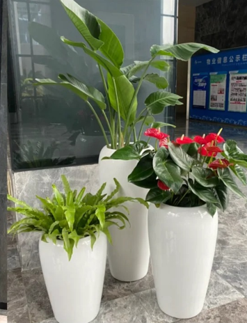 体验宁波杭州湾盆景租摆，畅享绿色生活之美